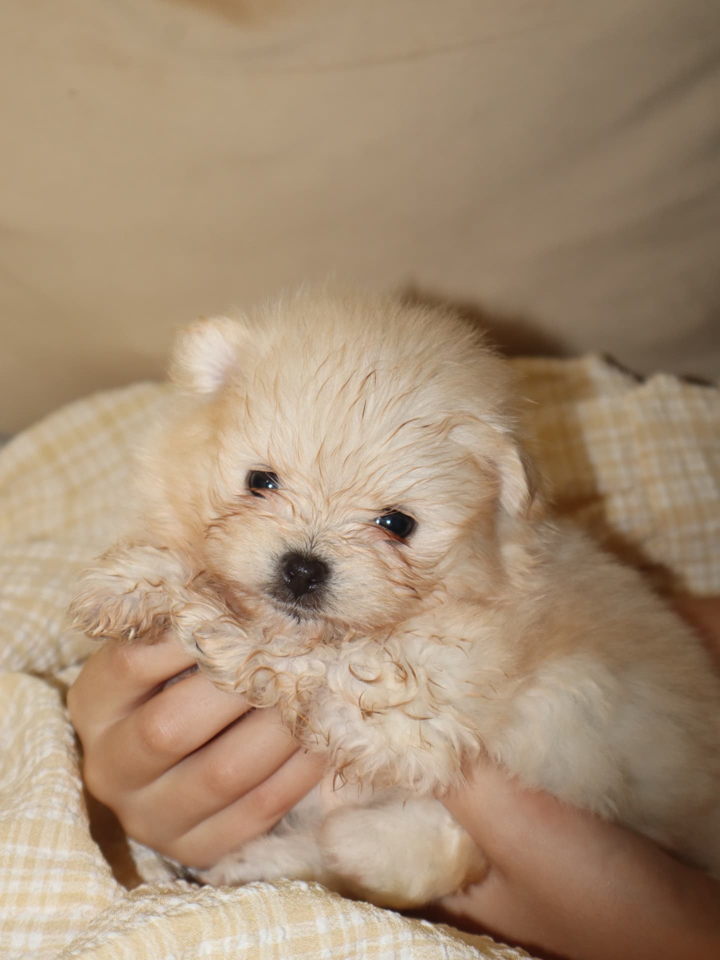 Cream male Pomeranian puppy