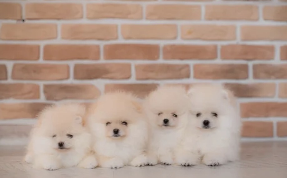 White and cream Pomeranian puppies resting in a cozy sage bed