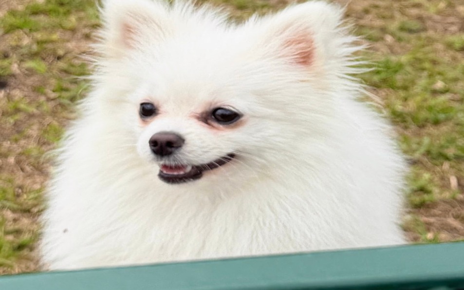 Mom, our white Pomeranian