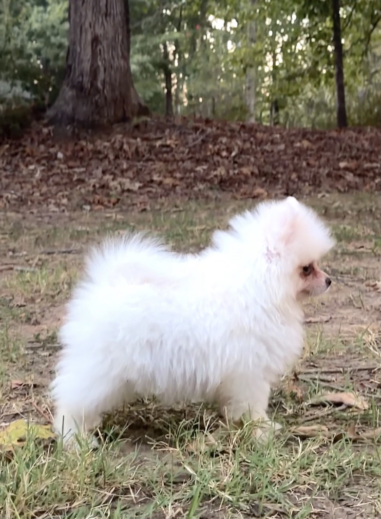 White male Pomeranian puppy