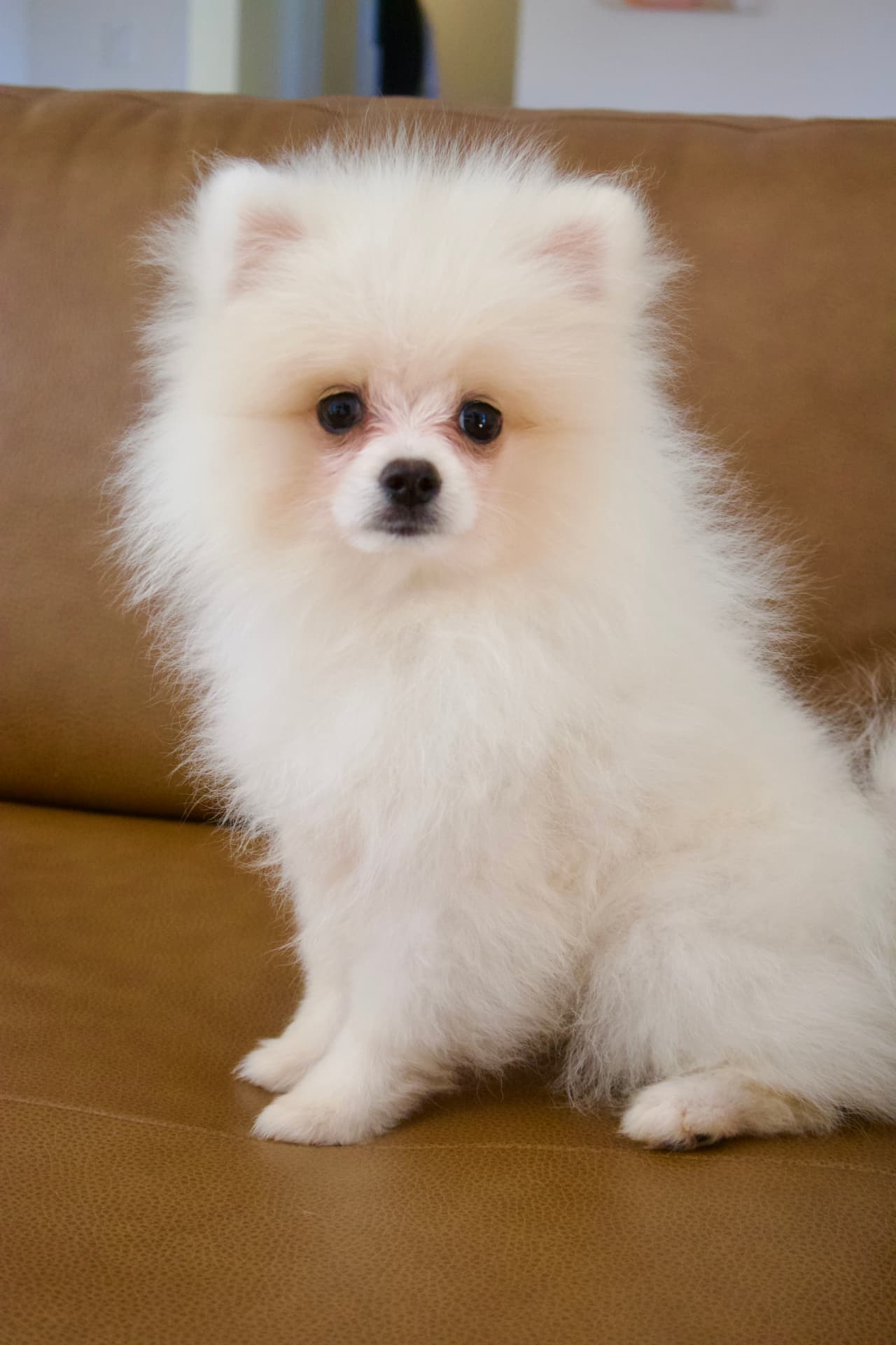 Armani, white Pomeranian puppy