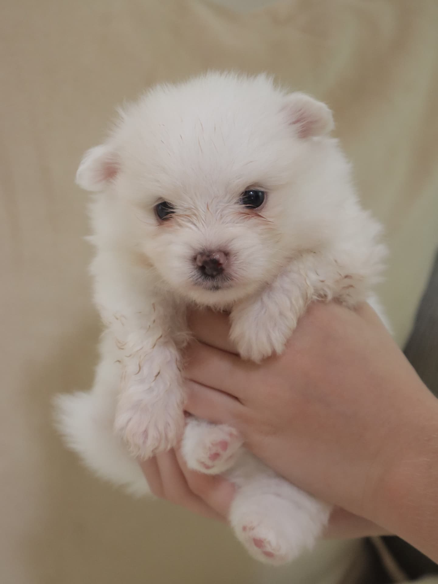 White male Pomeranian puppy