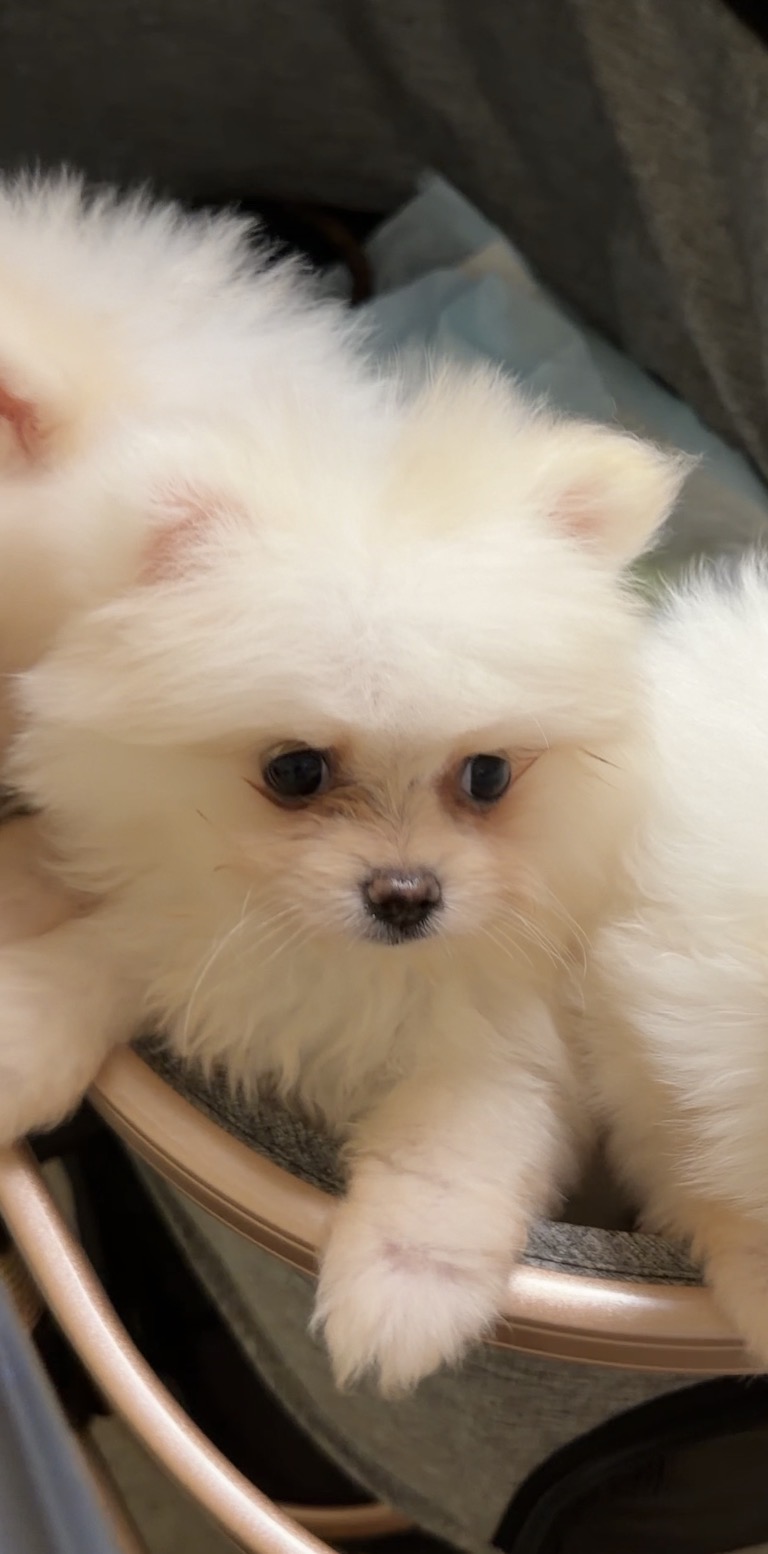 White male Pomeranian puppy