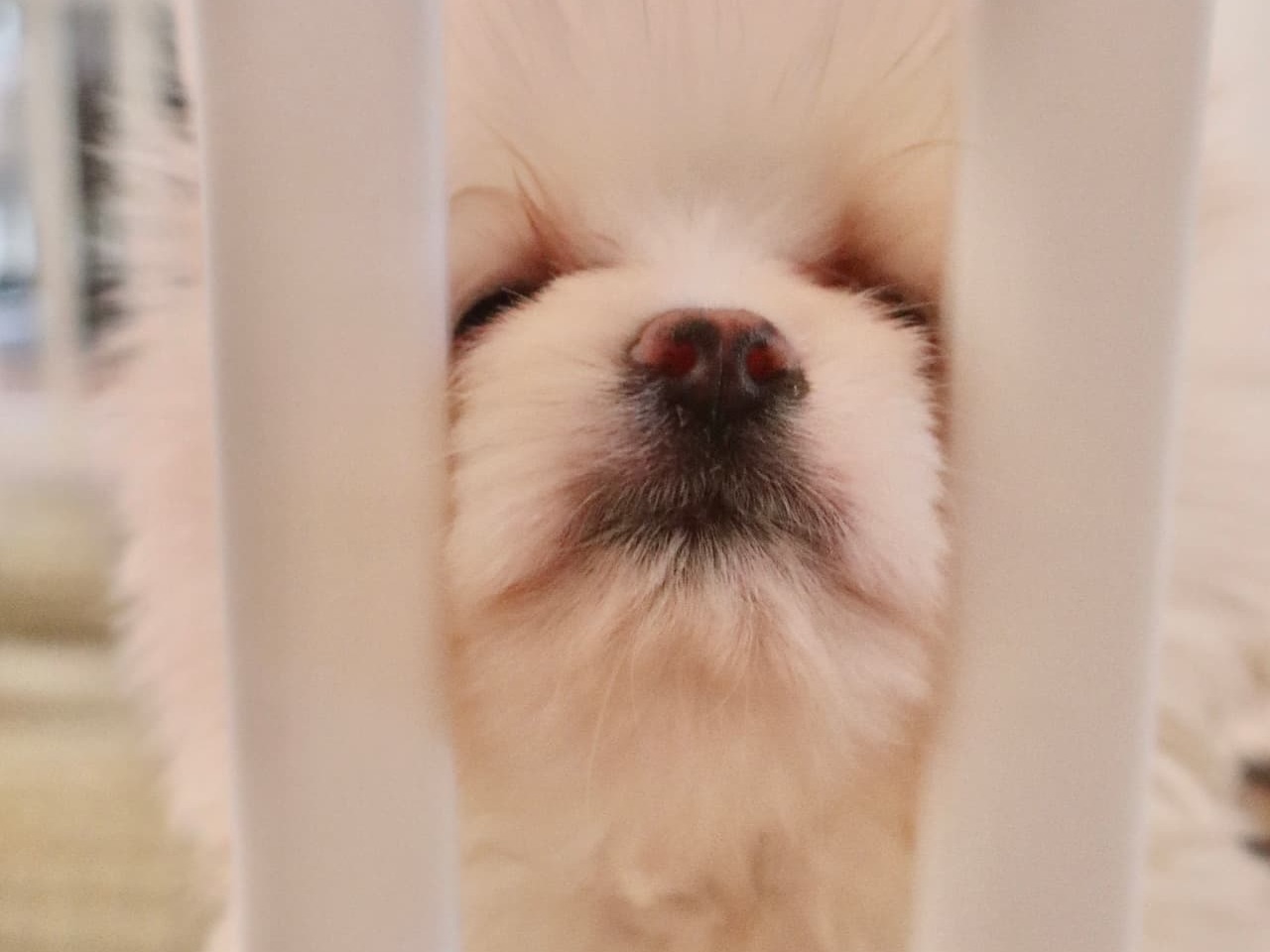 Holding a newborn white Pomeranian puppy