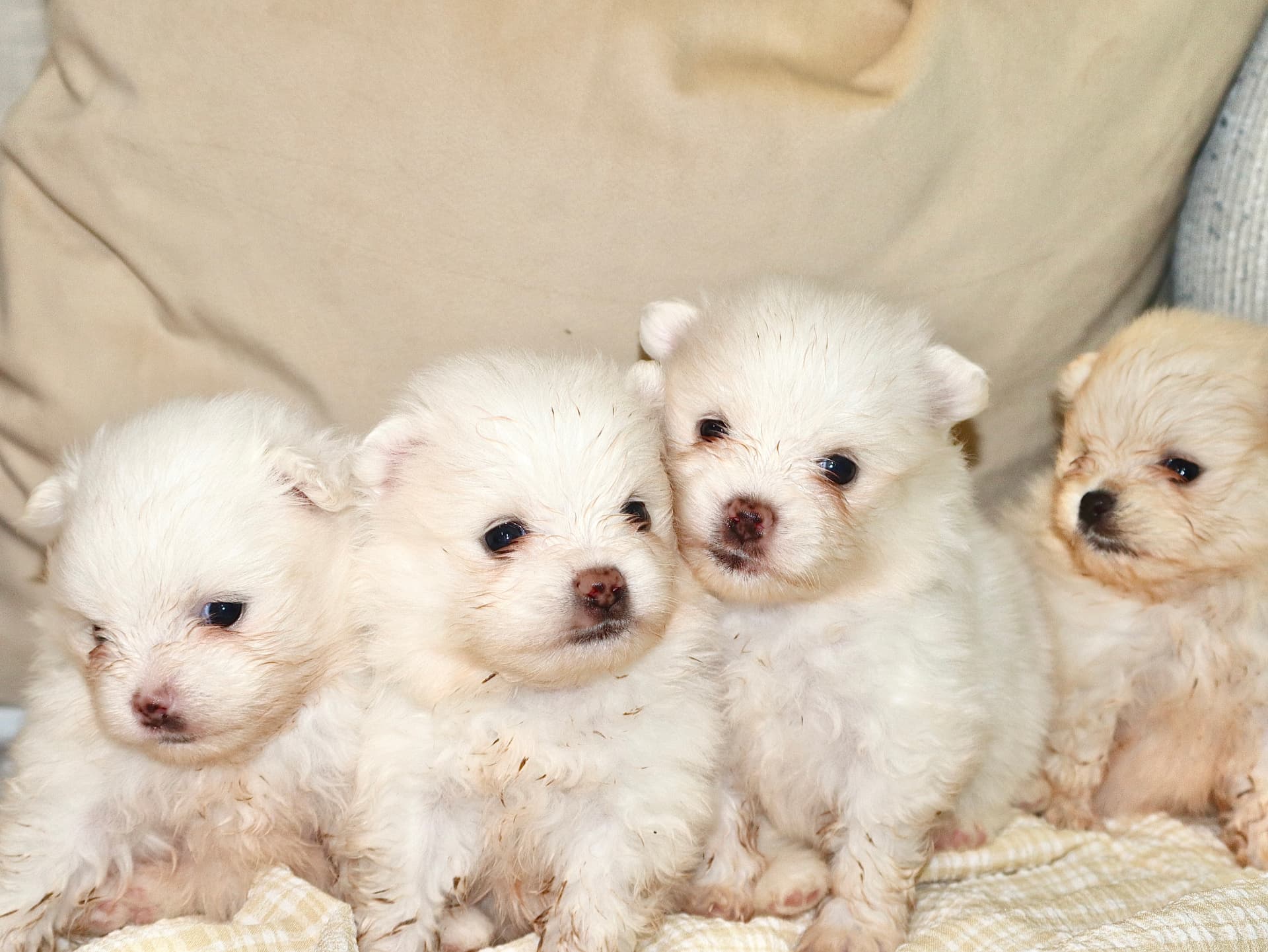 Four white and cream Pomeranian puppies sitting together