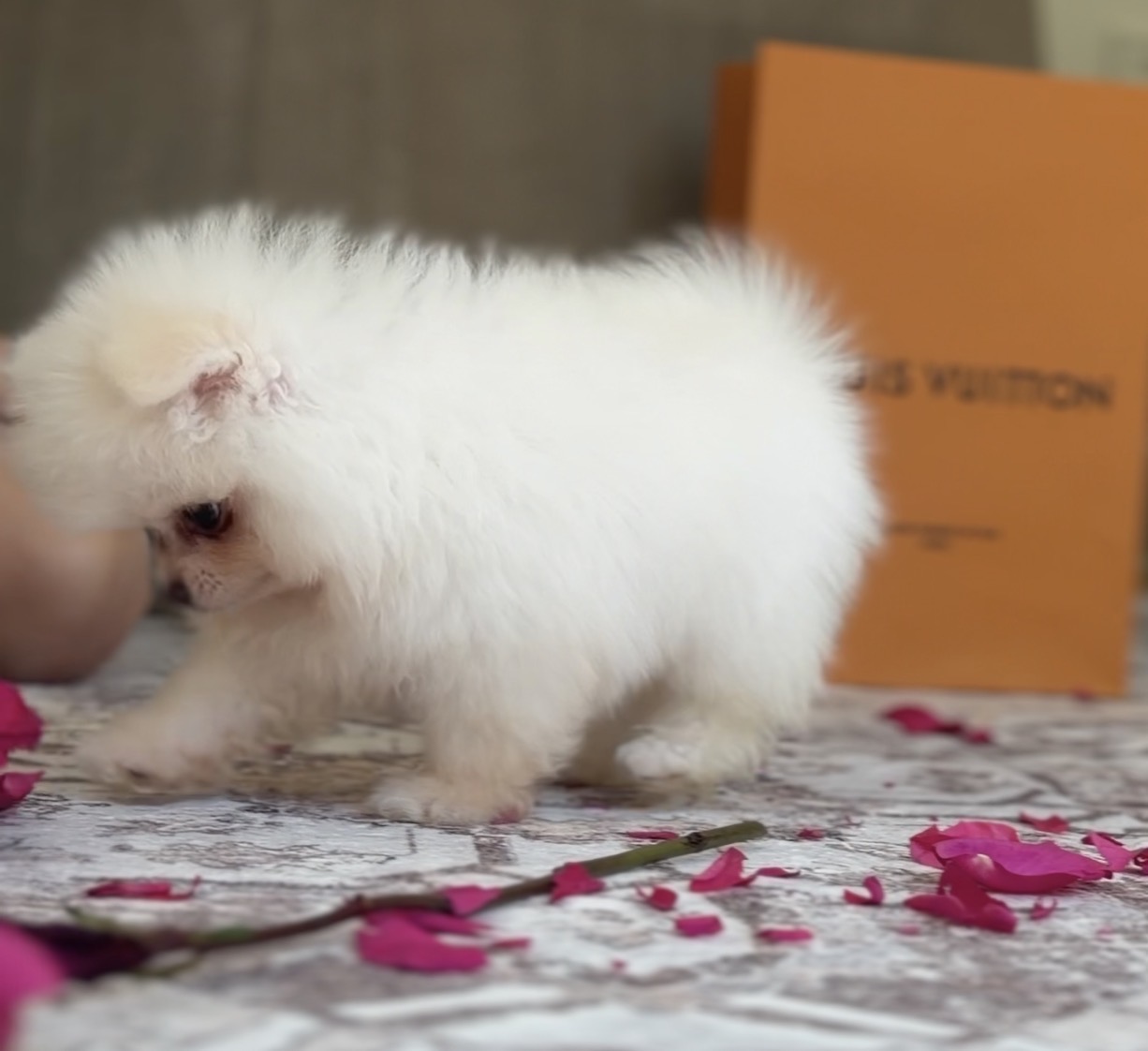 White male Pomeranian puppy