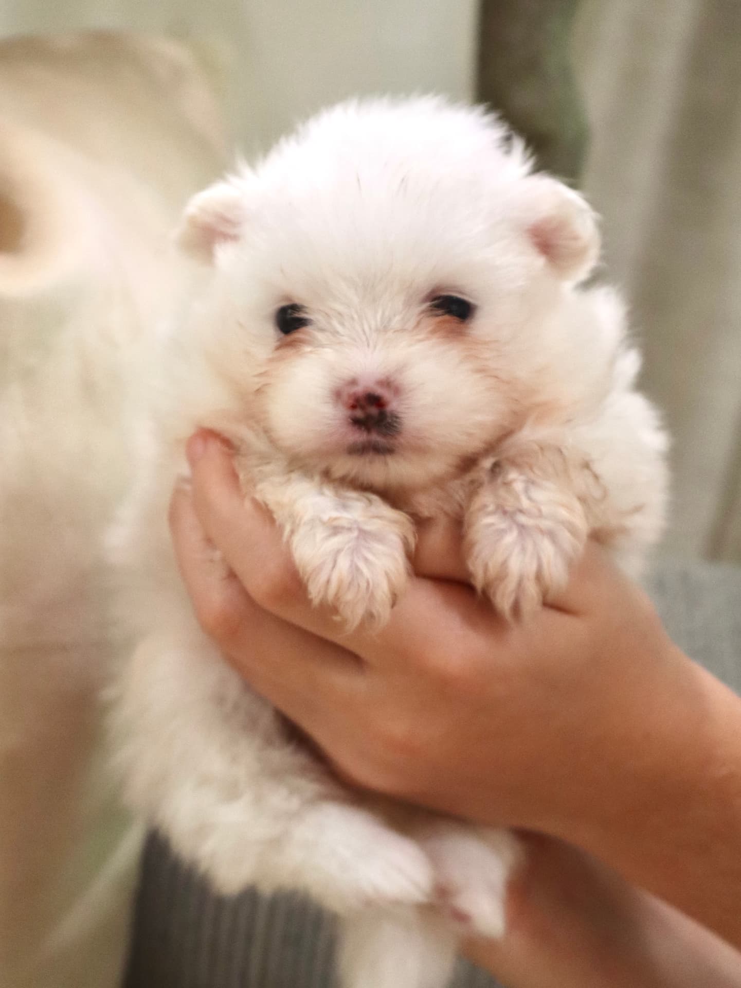 White male Pomeranian puppy