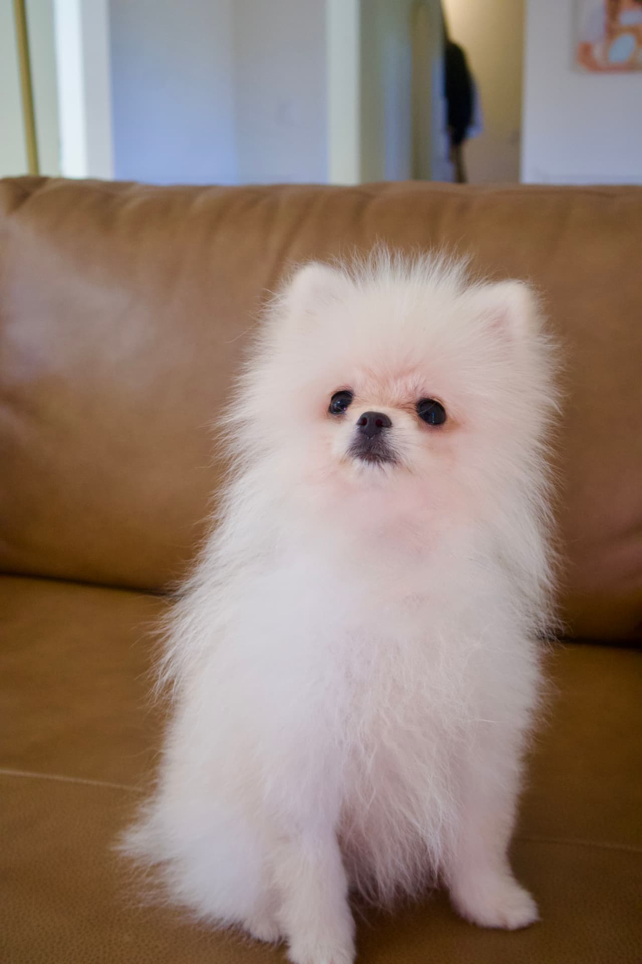 Teddy, cream Pomeranian puppy