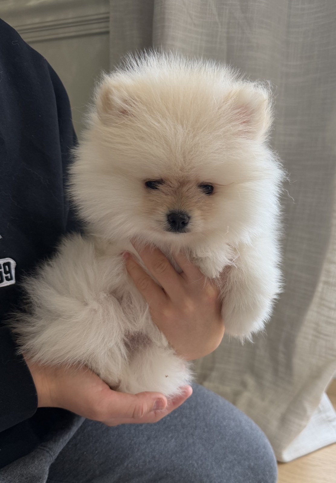 Fluffy cream Pomeranian puppy held in hands