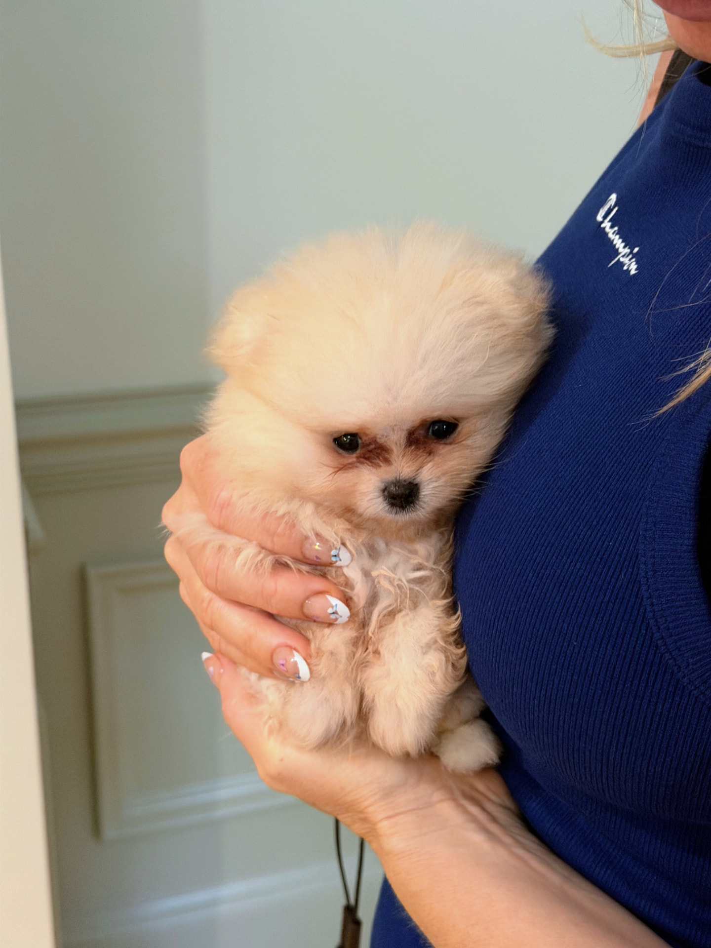 Cream Pomeranian puppy held in arms