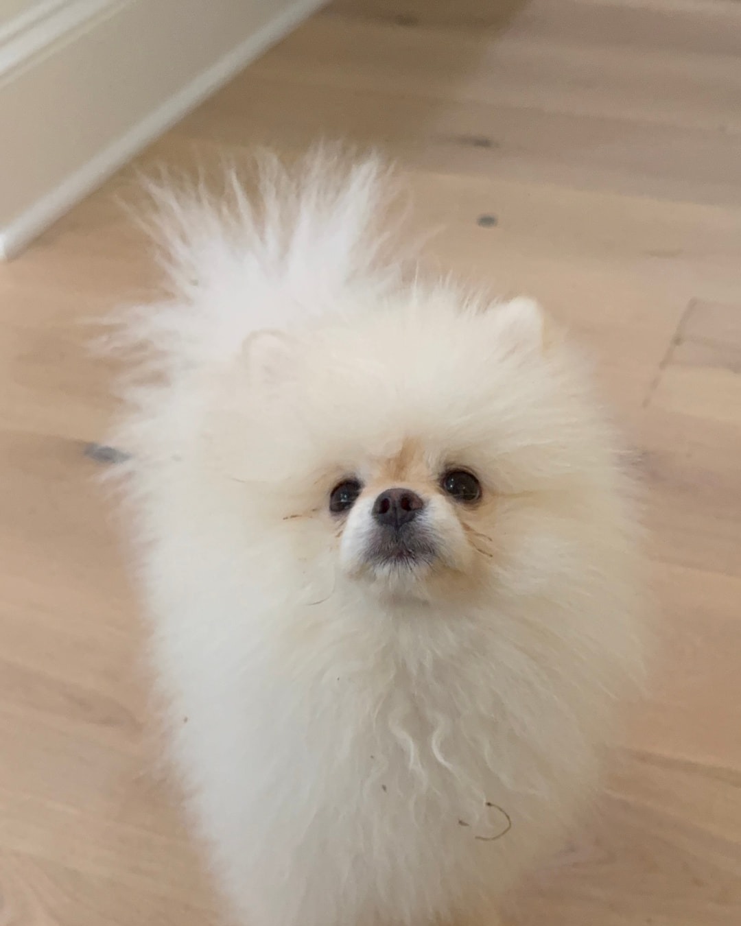 Dad, our cream Pomeranian