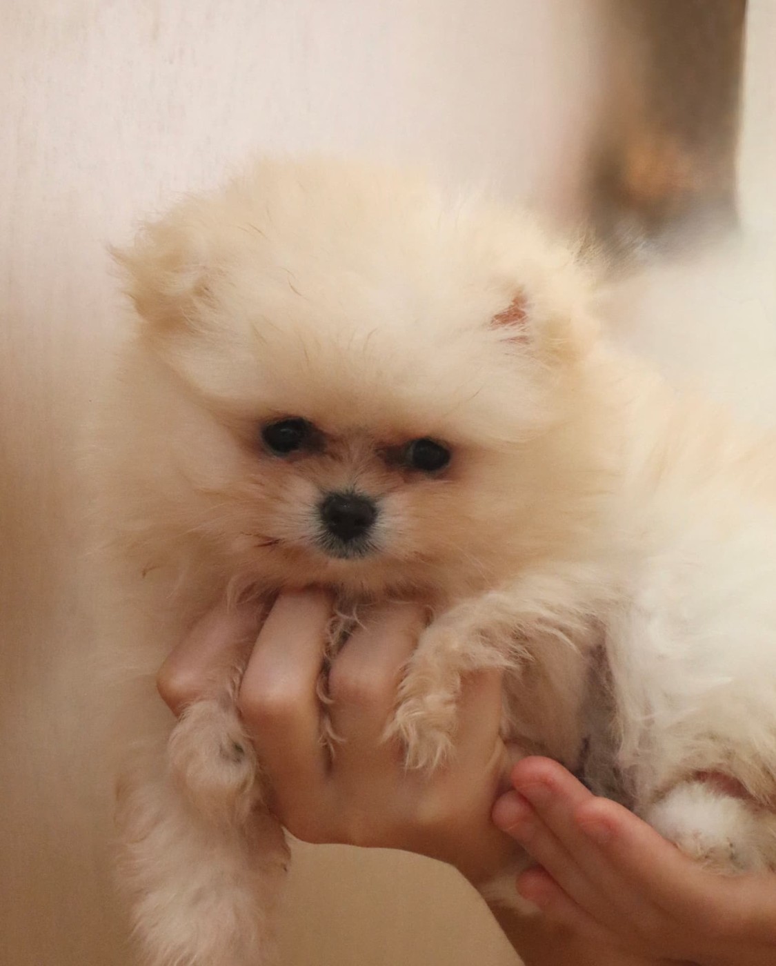 Cream male Pomeranian puppy