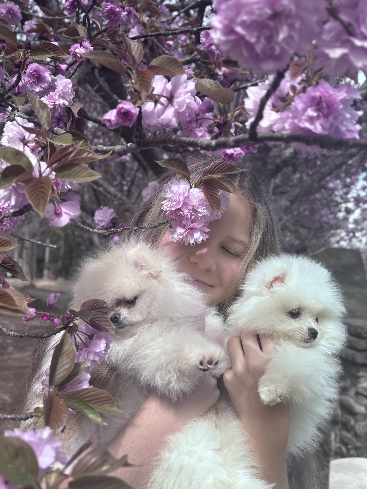 Our daughter cuddling two white Pomeranian puppies under cherry blossoms