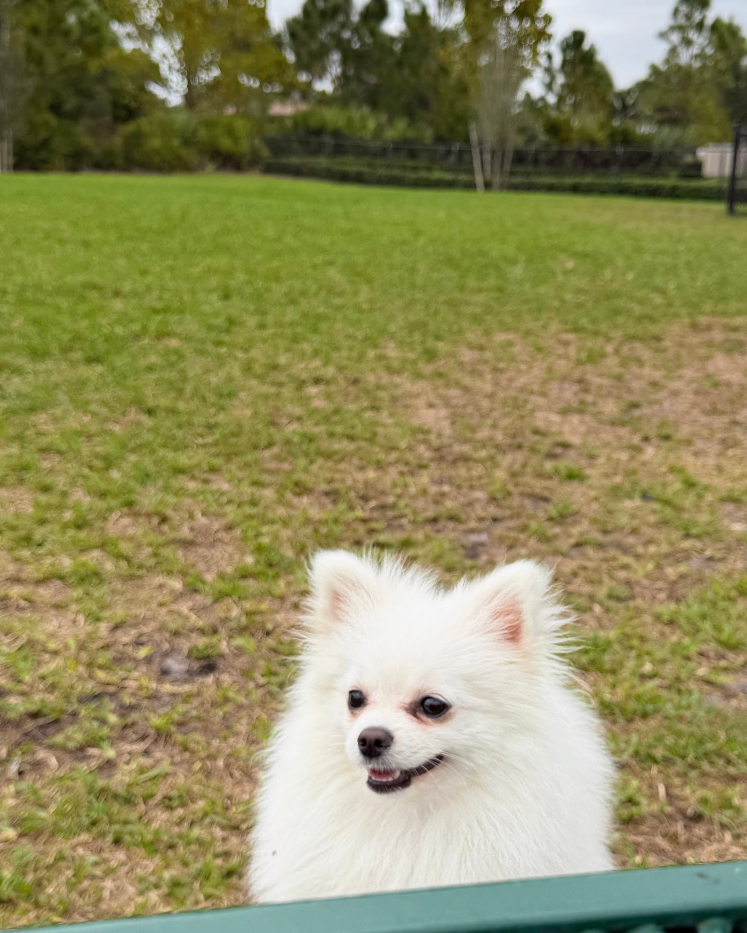 Mom, our white Pomeranian