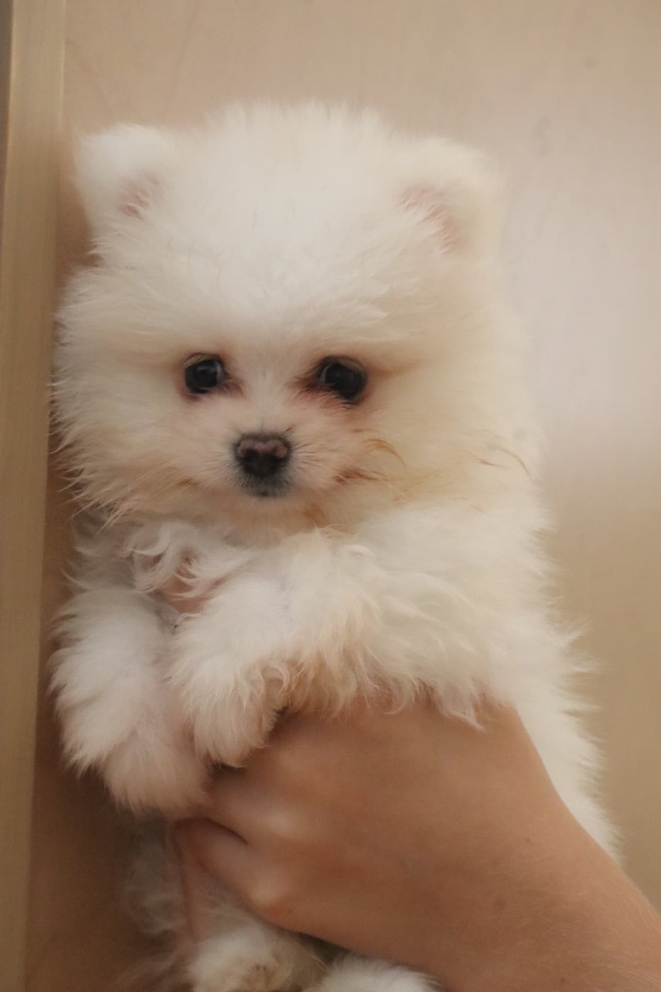White male Pomeranian puppy