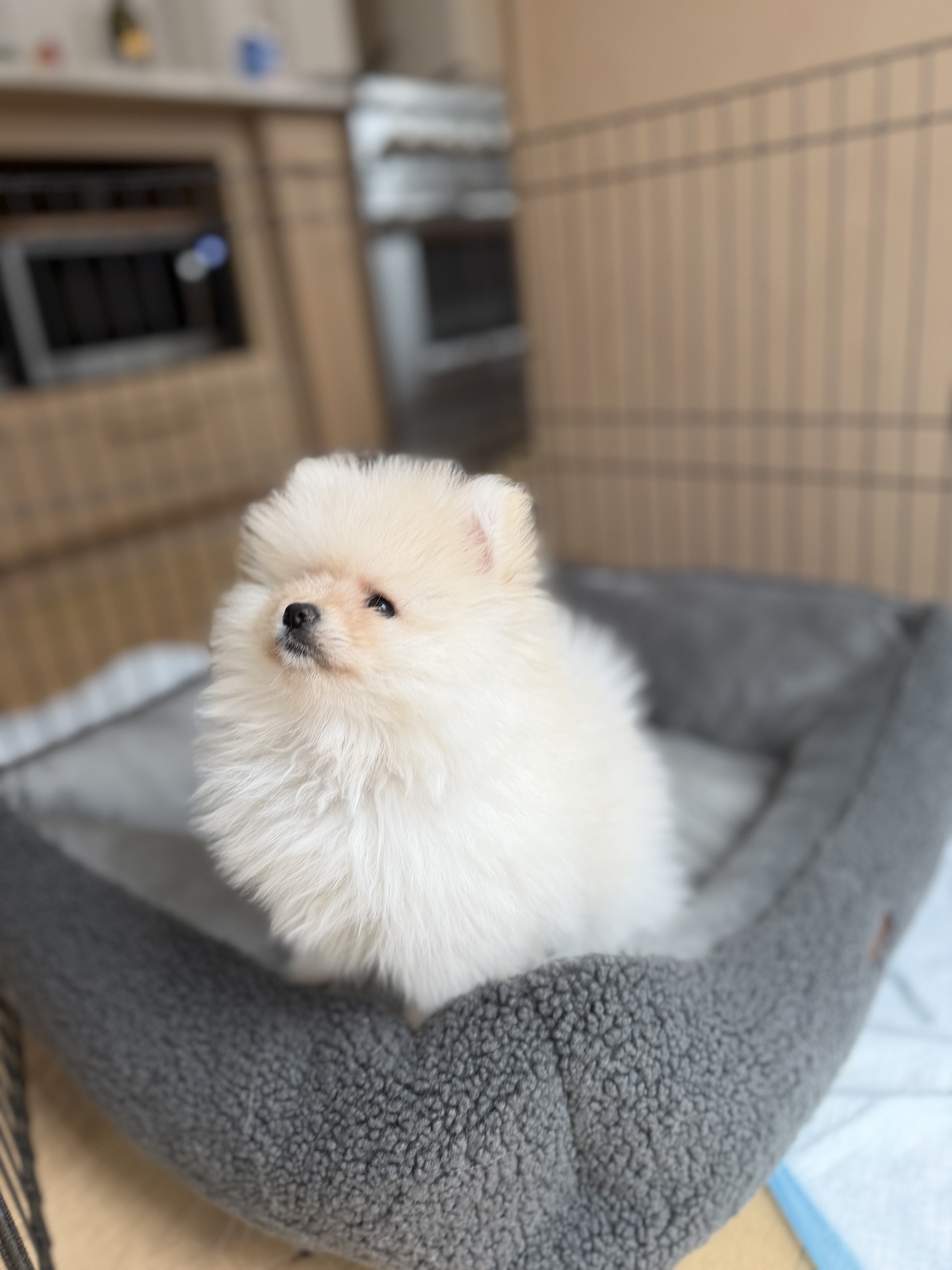 Fluffy white Pomeranian puppy resting in a cozy bed