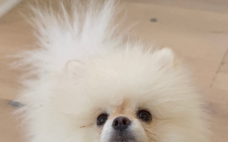 Dad, our cream Pomeranian