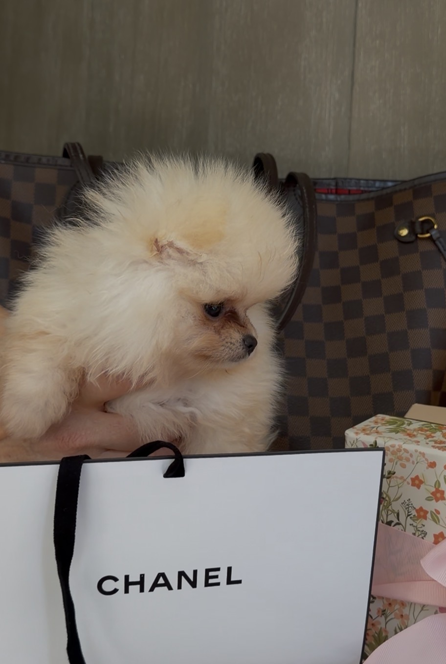 Cream male Pomeranian puppy