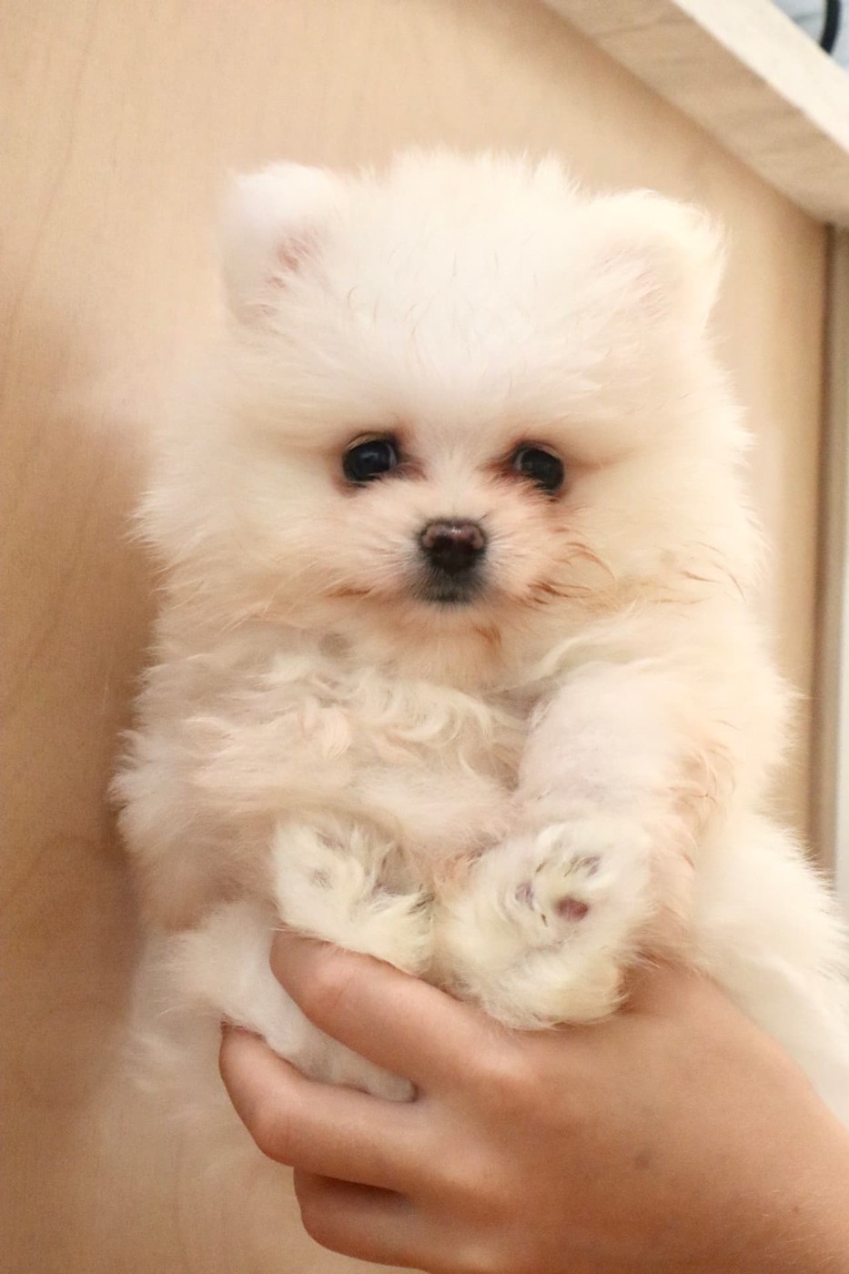 White female Pomeranian puppy