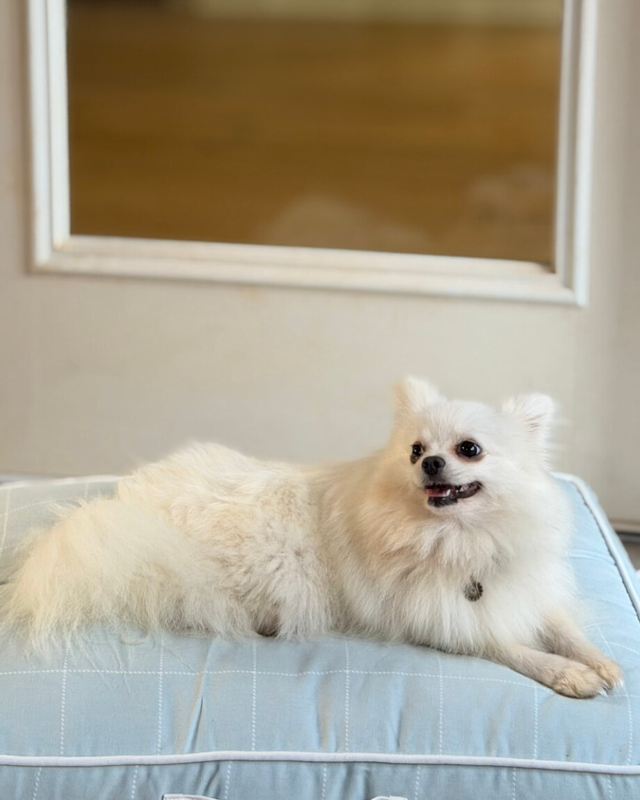 Mom, our white Pomeranian