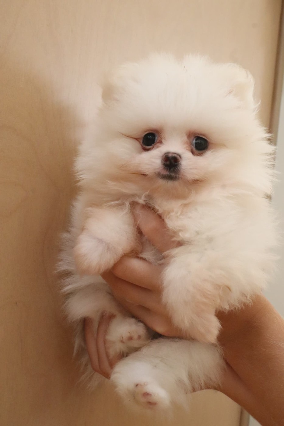 White male Pomeranian puppy