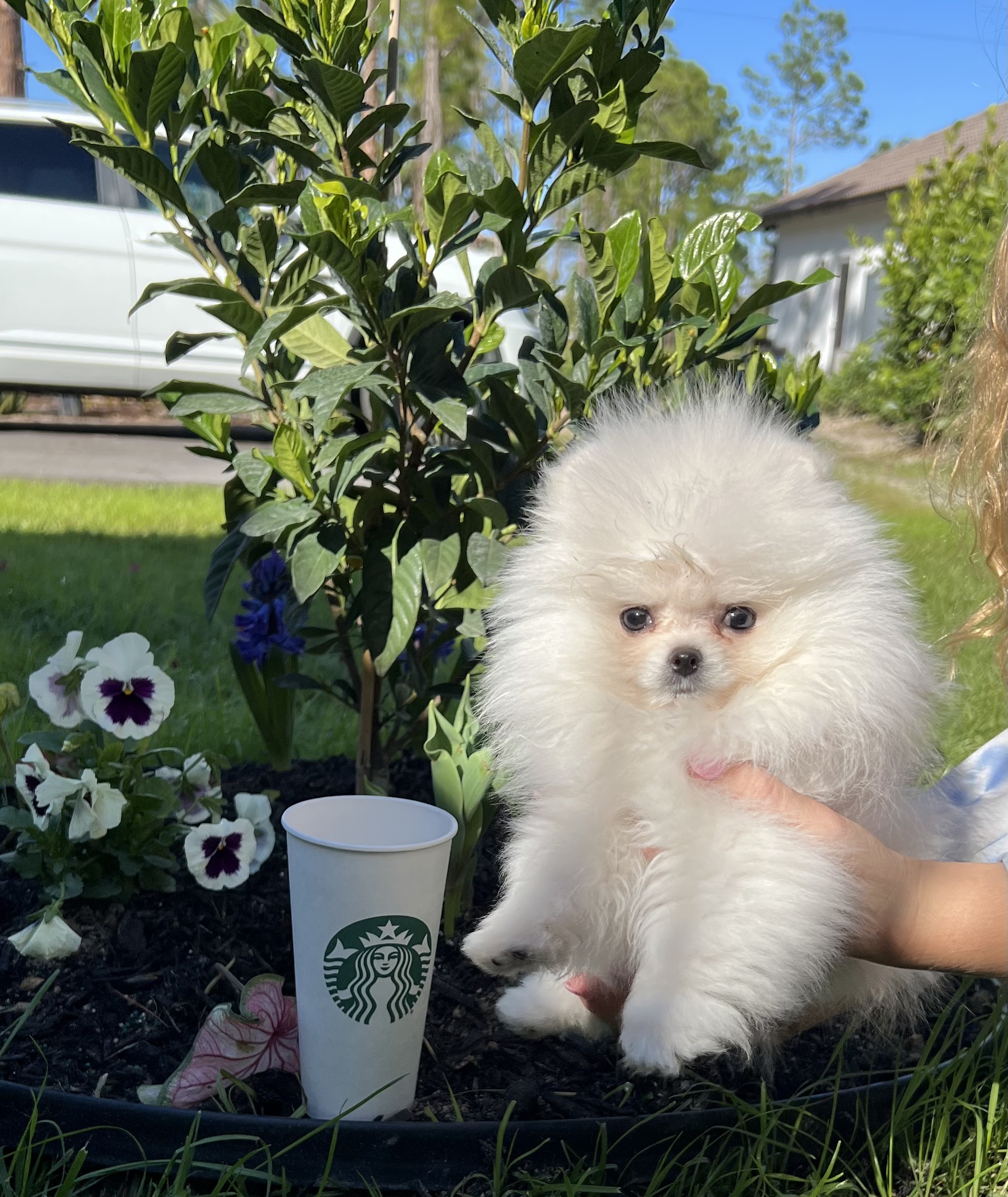 White Pomeranian puppy at home
