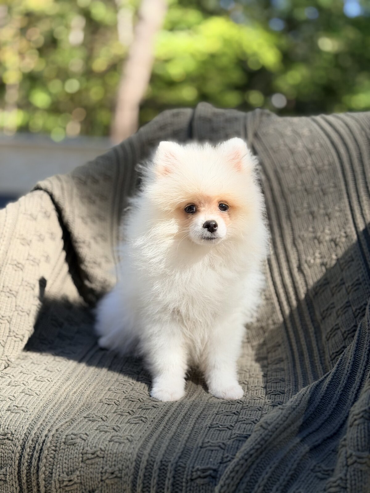 Baron, white Pomeranian puppy
