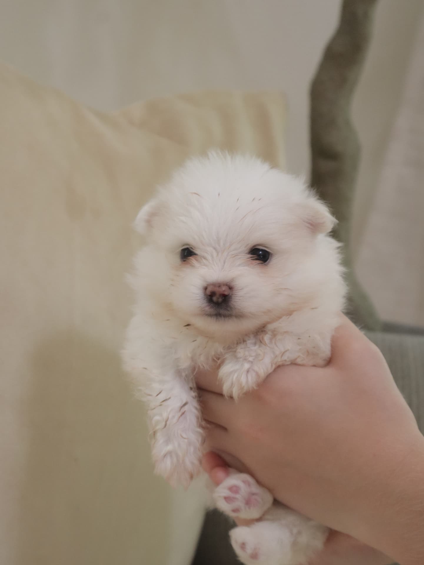 White female Pomeranian puppy