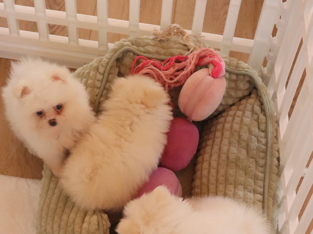 Our daughter walking one of our white Pomeranians